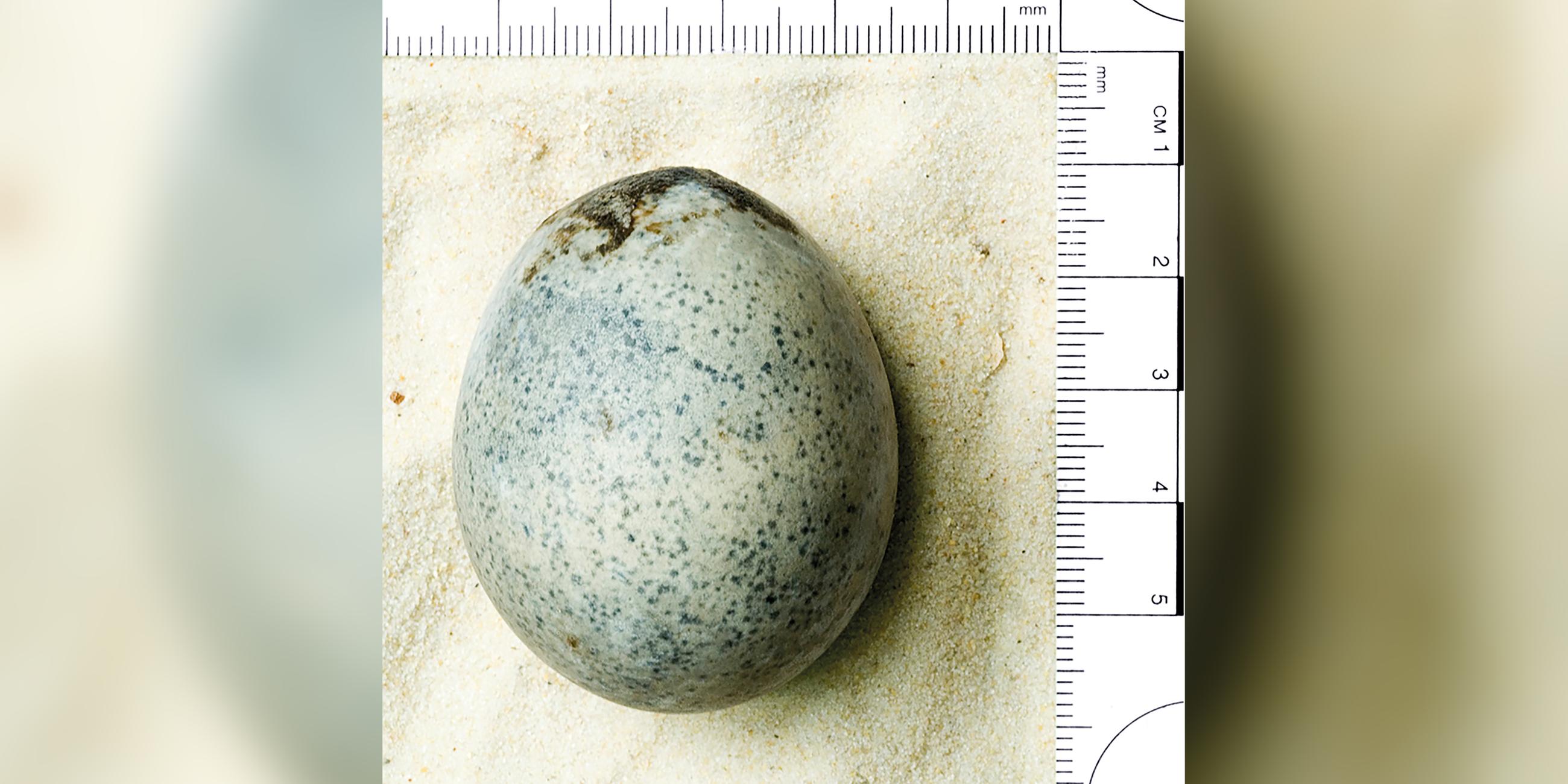 Ein Ei aus römischer Zeit, das vor einigen Jahren in Aylesbury gefunden wurde