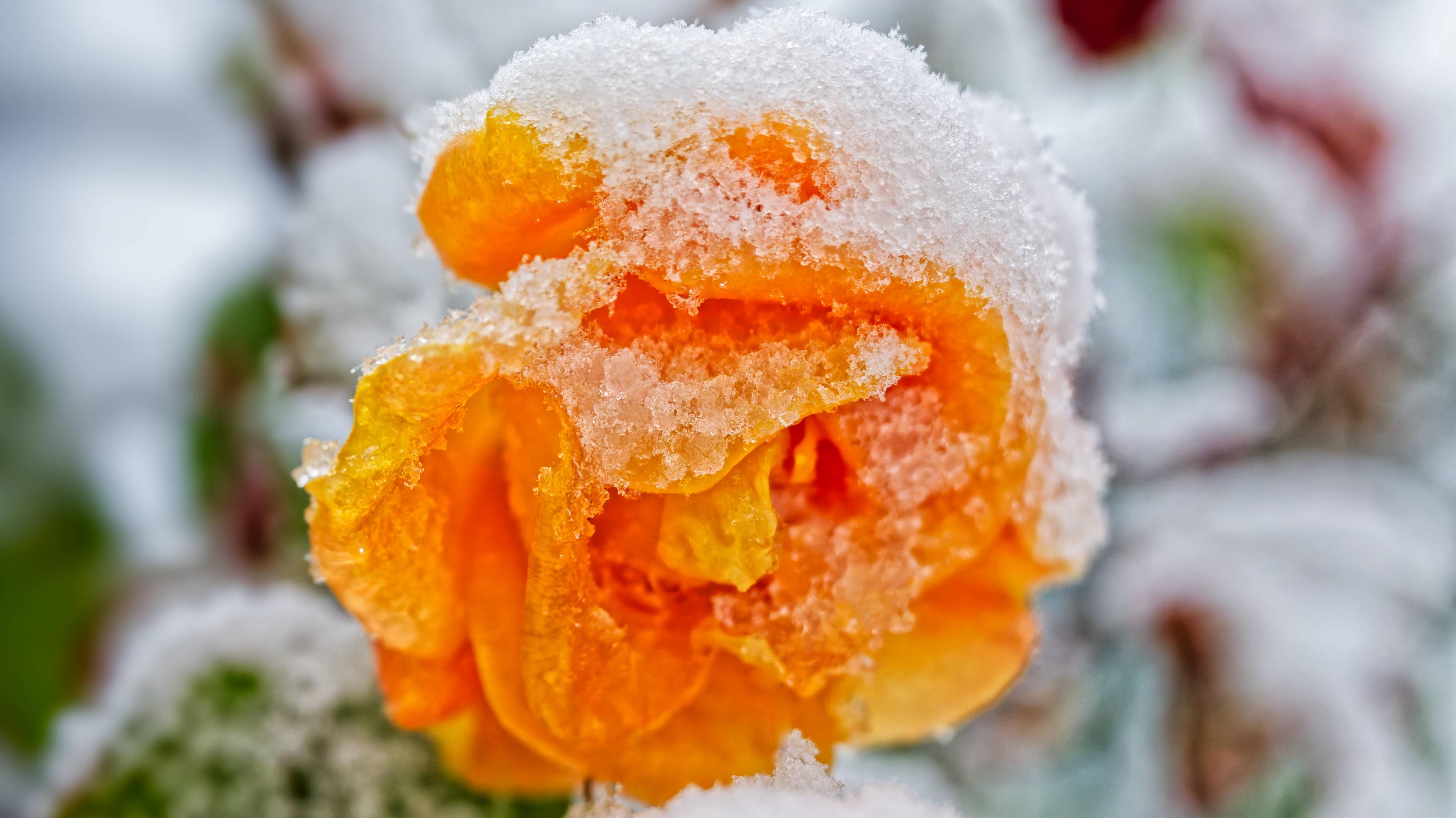 orangefarbene Rosenblüte in Nahaufnahme, die mit schmelzendem Schnee bedeckt ist