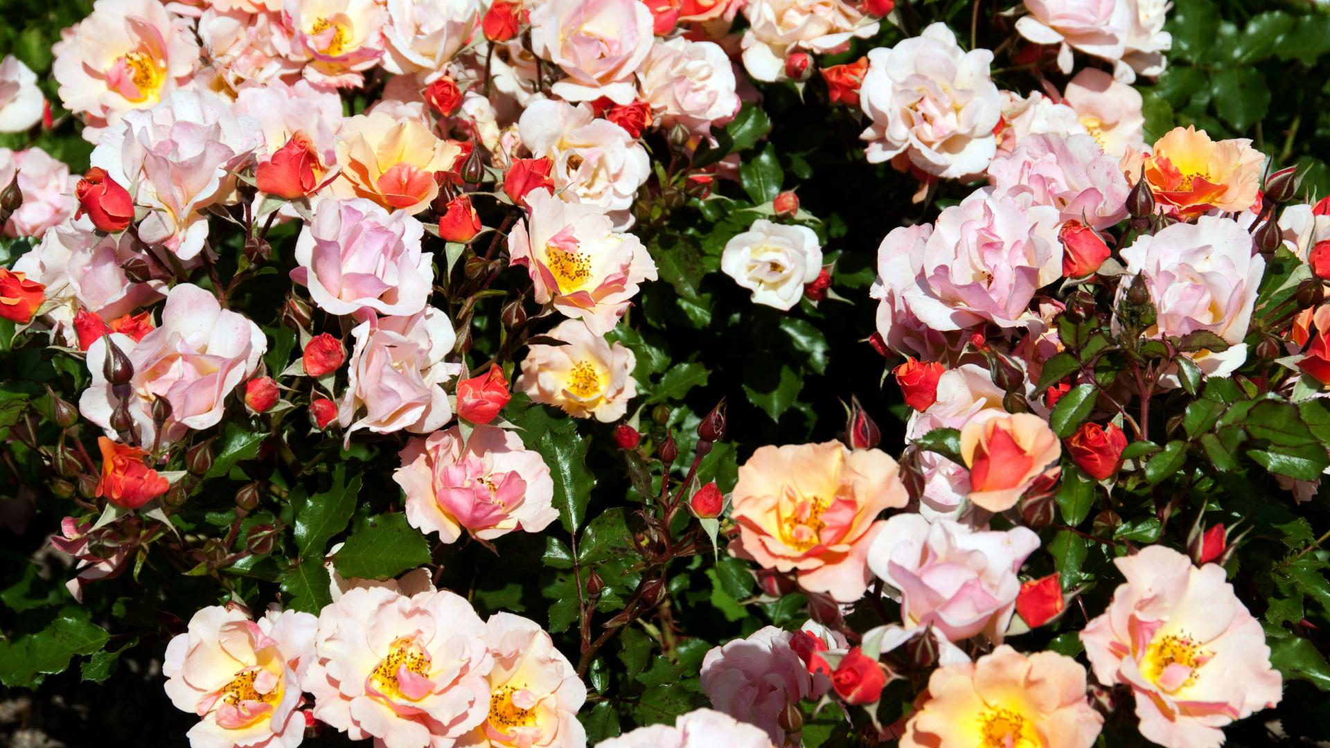 Pastellfarbene Rosenblüten von oben gesehen