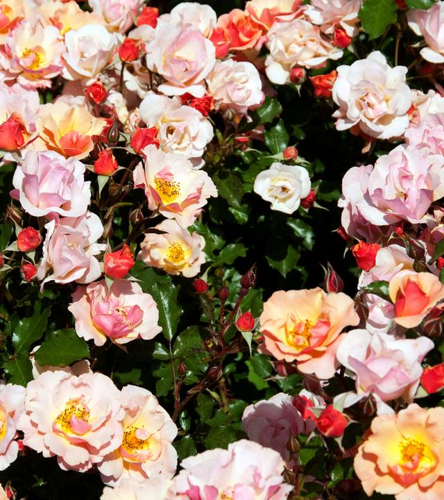 Pastellfarbene Rosenblüten von oben gesehen