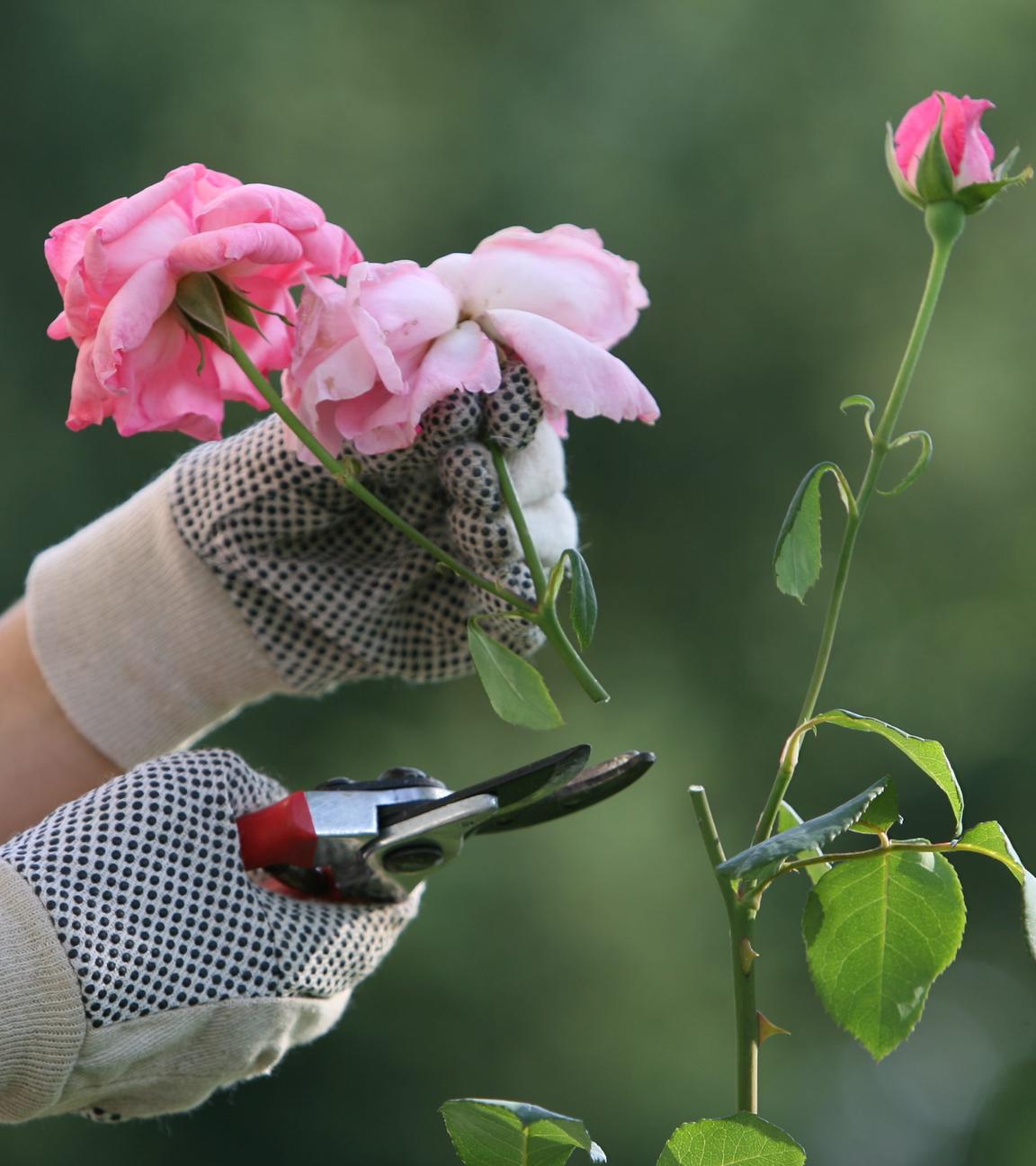 Die Blüten einer pinken Rose werden zurückgeschnitten mit einer Gartenschere.