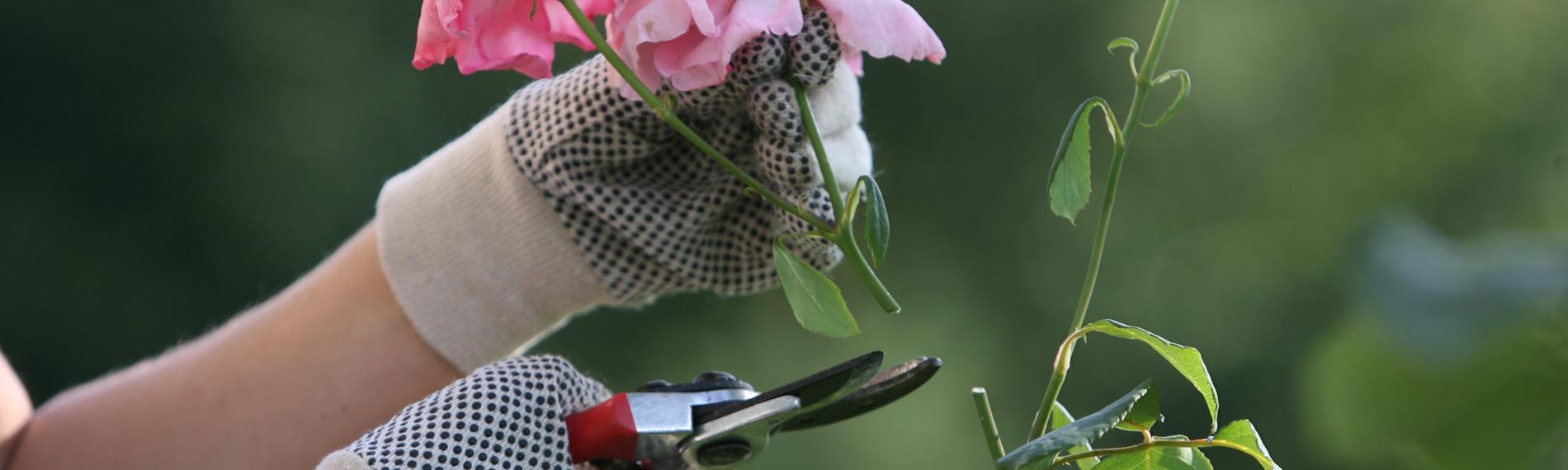 Die Blüten einer pinken Rose werden zurückgeschnitten mit einer Gartenschere.