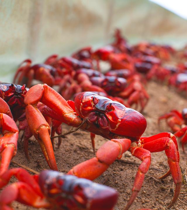 Rote Krabben