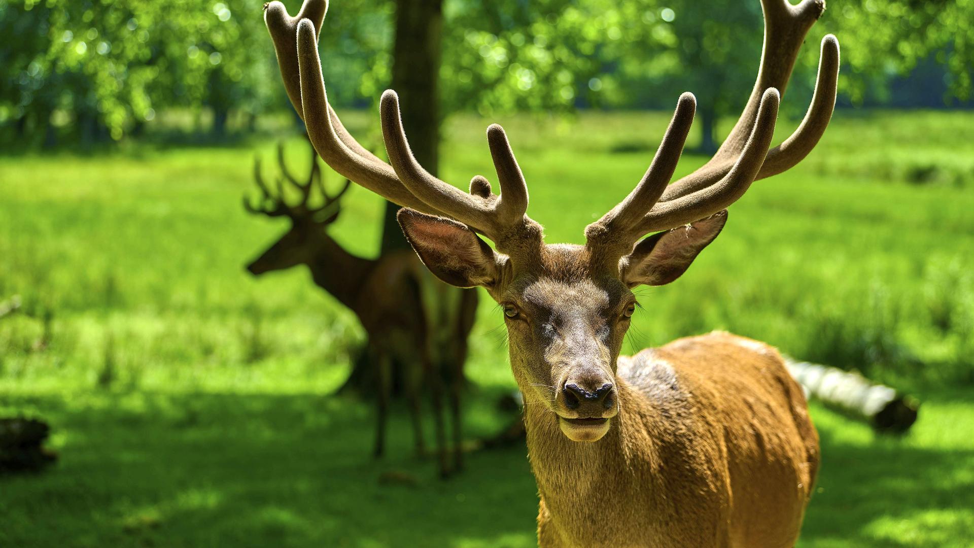 Ein Rothirsch blickt in die Kamera, umgeben von Natur im Sommer