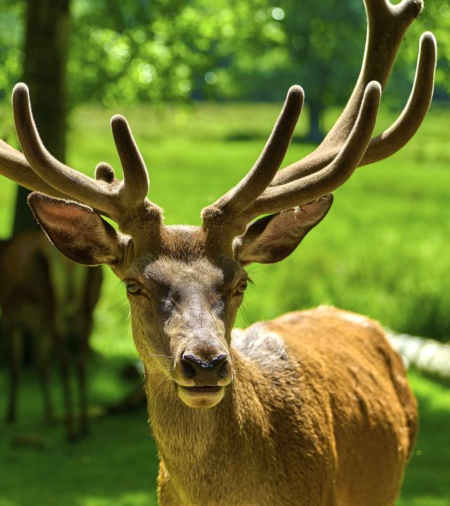 Ein Rothirsch blickt in die Kamera, umgeben von Natur im Sommer
