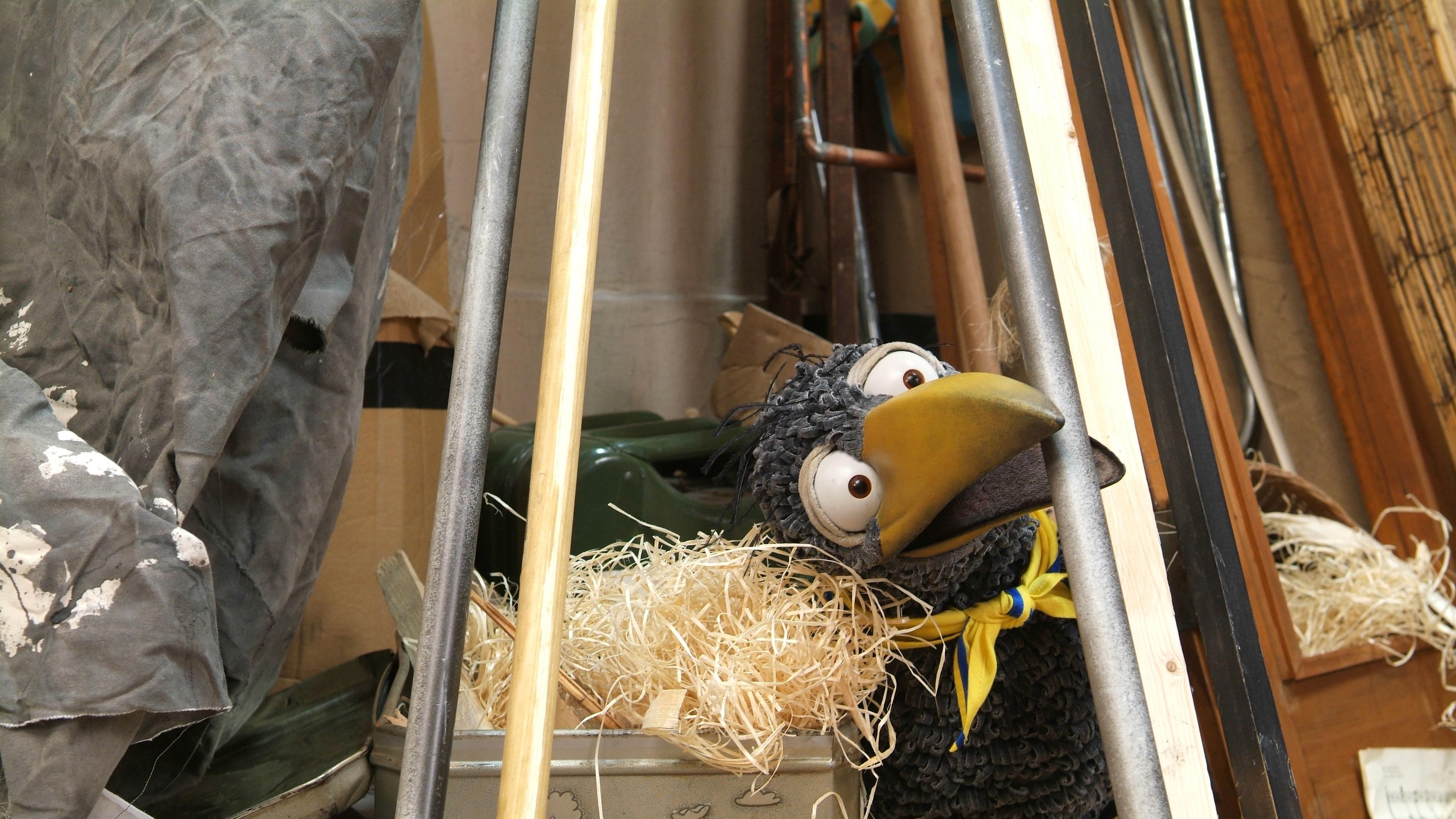 Rabe Rudi ist umgeben von Stangen und Planen und greift mit dem Schnabel nach einer Stange.