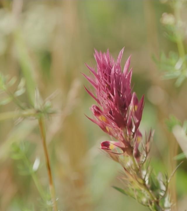 Rückgang der Biodiversität gefährdet die Medizin