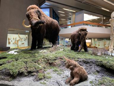 Rückkehr der Mammuts? Die Wiederbelebung ausgestorbener Arten