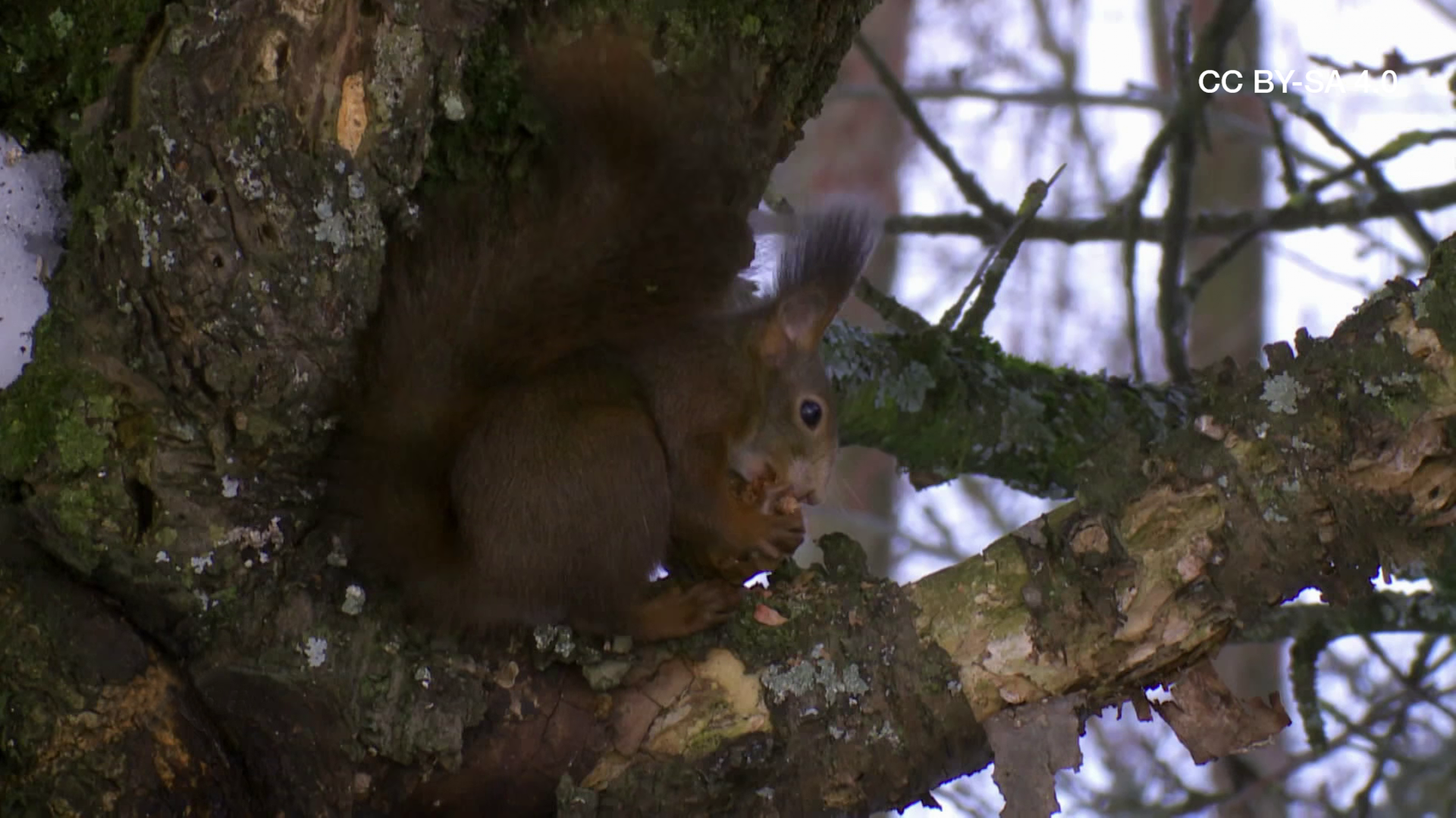 Bild für Wie Säugetiere das Massensterben der Dinosaurier überlebten (CC BY-SA 4.0)