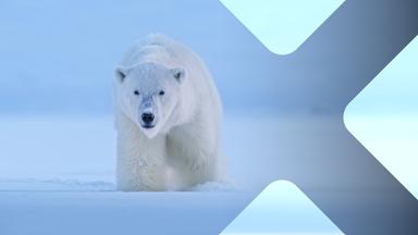 Eisbär