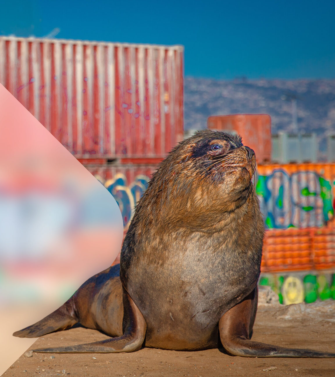 Seelöwe vor Containern mit Graffiti