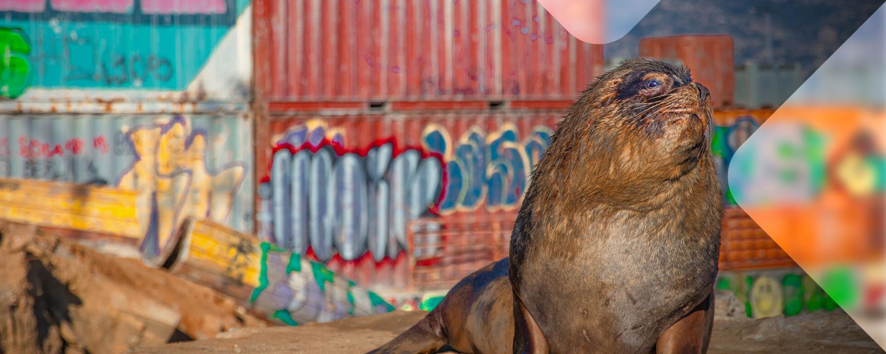 Seelöwe vor Containern mit Graffiti