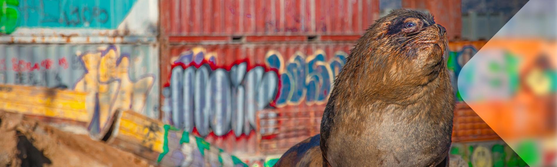 Seelöwe vor Containern mit Graffiti