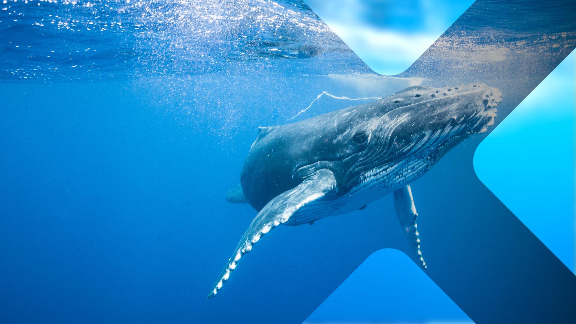 Bild für Säugetiere im Wasser