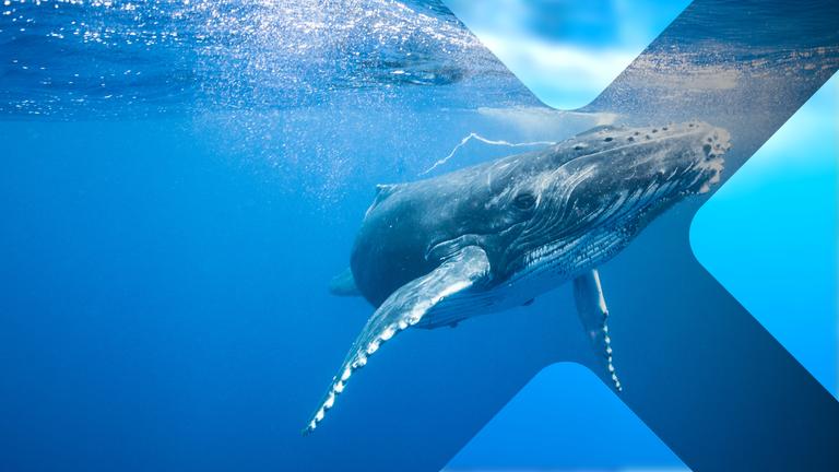 Säugetiere im Wasser