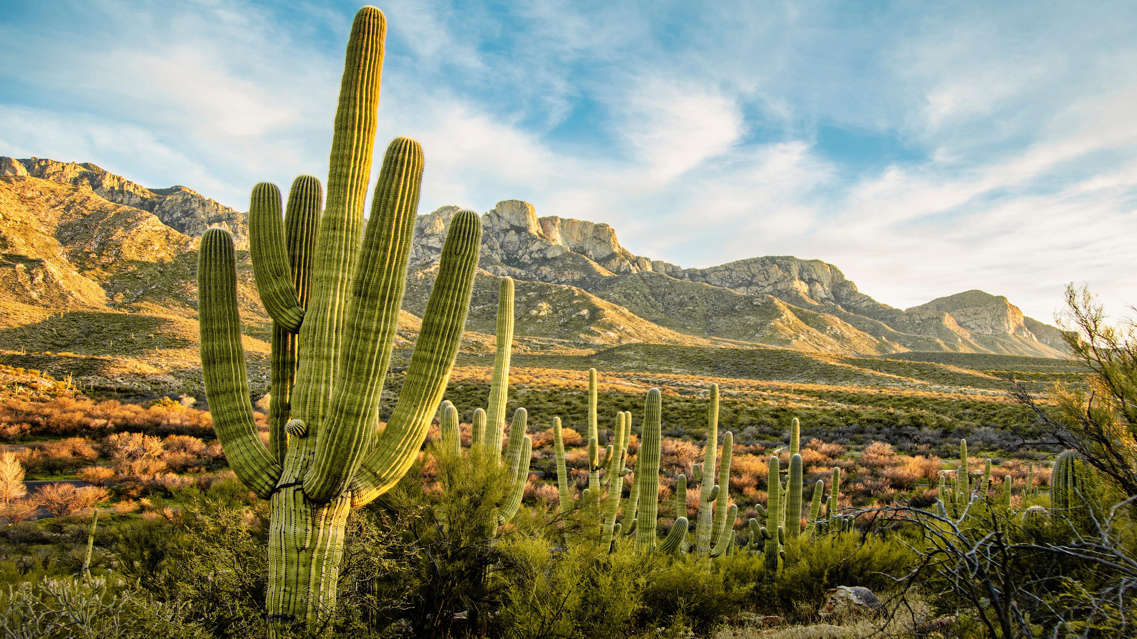 Eine Kakteenlandschaft mit Gebirge im Hintergrund.