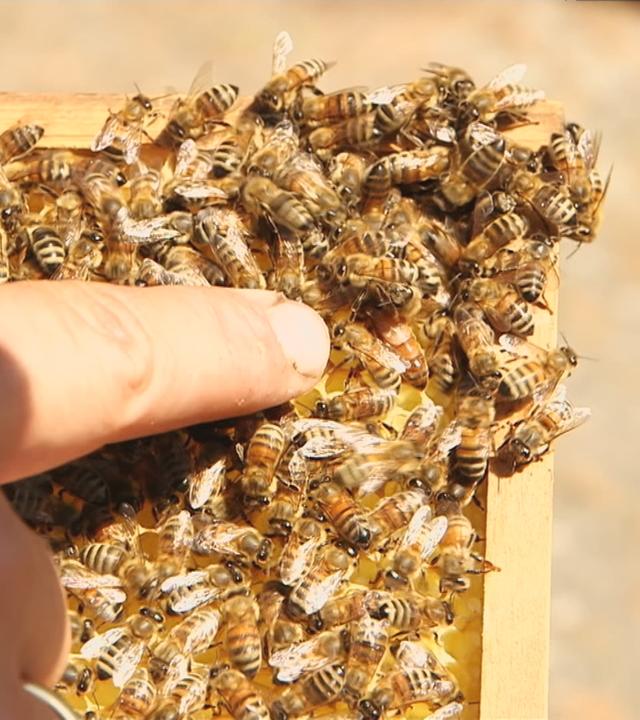 Saisonstart für Imker und Bienen
