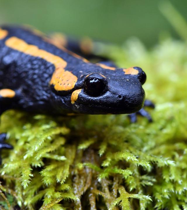 Salamander