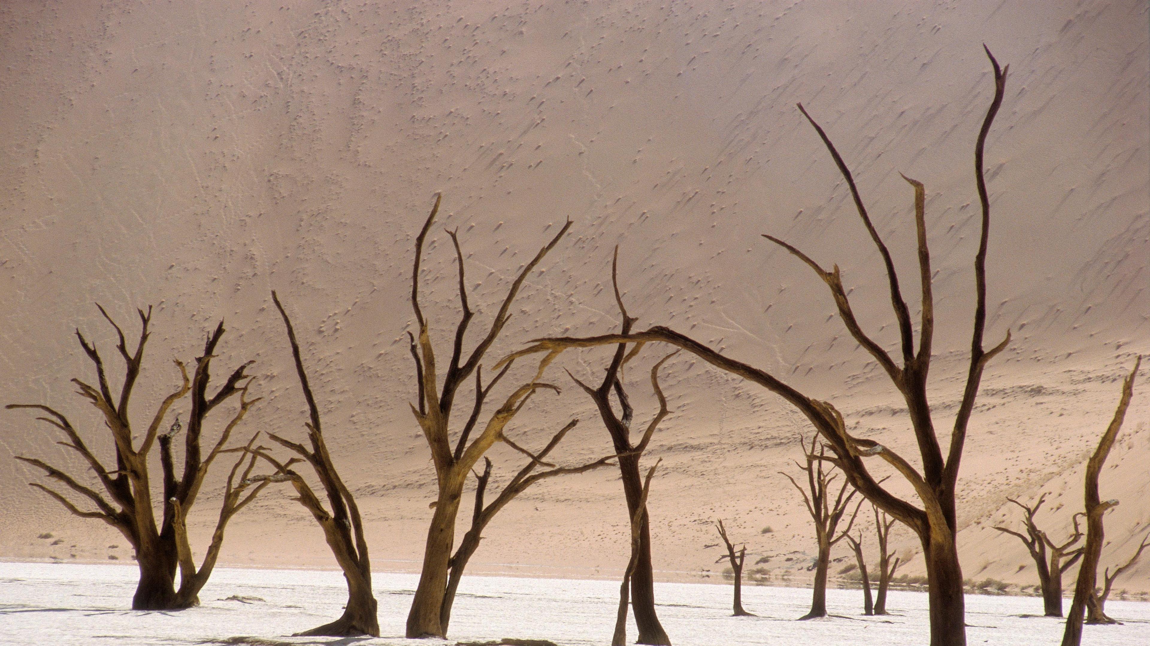 Abgestorbene Bäume in einer Salzwüste in Namibia