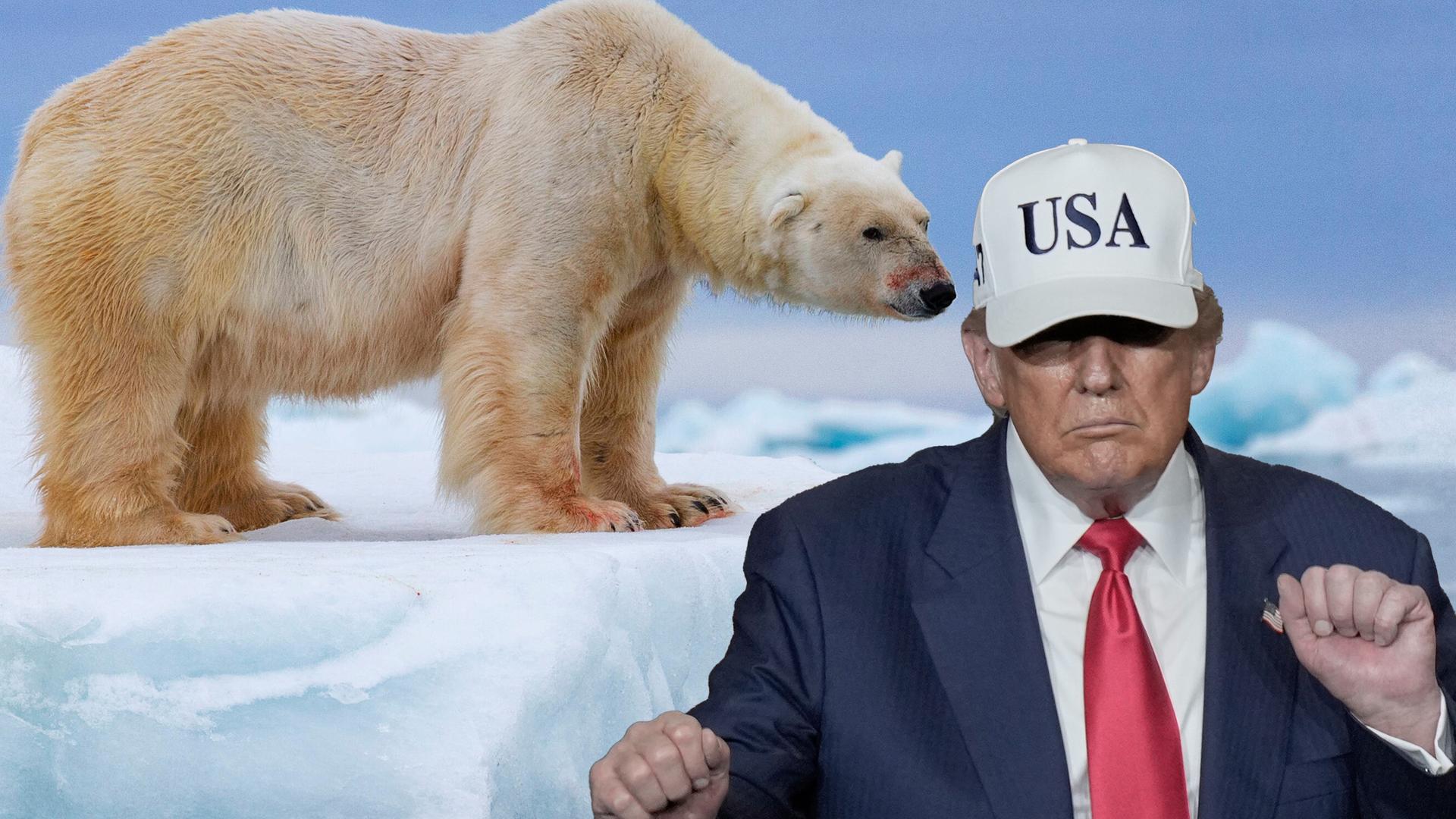 Montage: Eisbär neben Donald Trump mit Basecap und Aufschrift USA