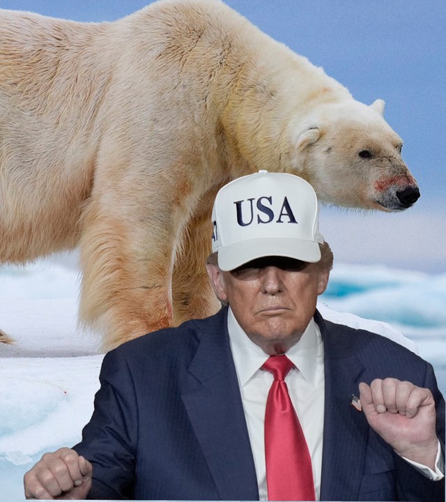 Montage: Eisbär neben Donald Trump mit Basecap und Aufschrift USA