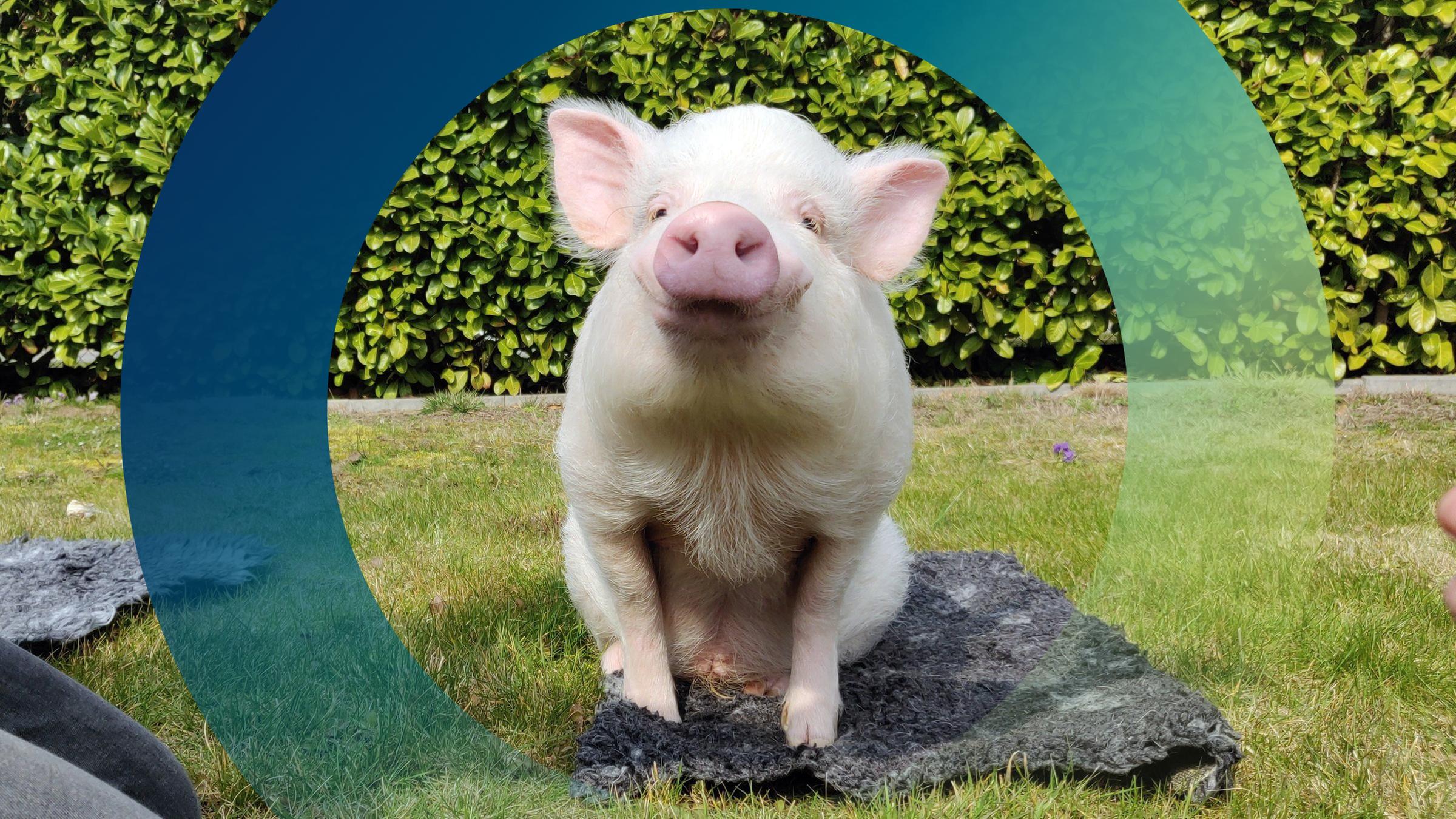 Das Schwein Paul macht Sitz im Garten.