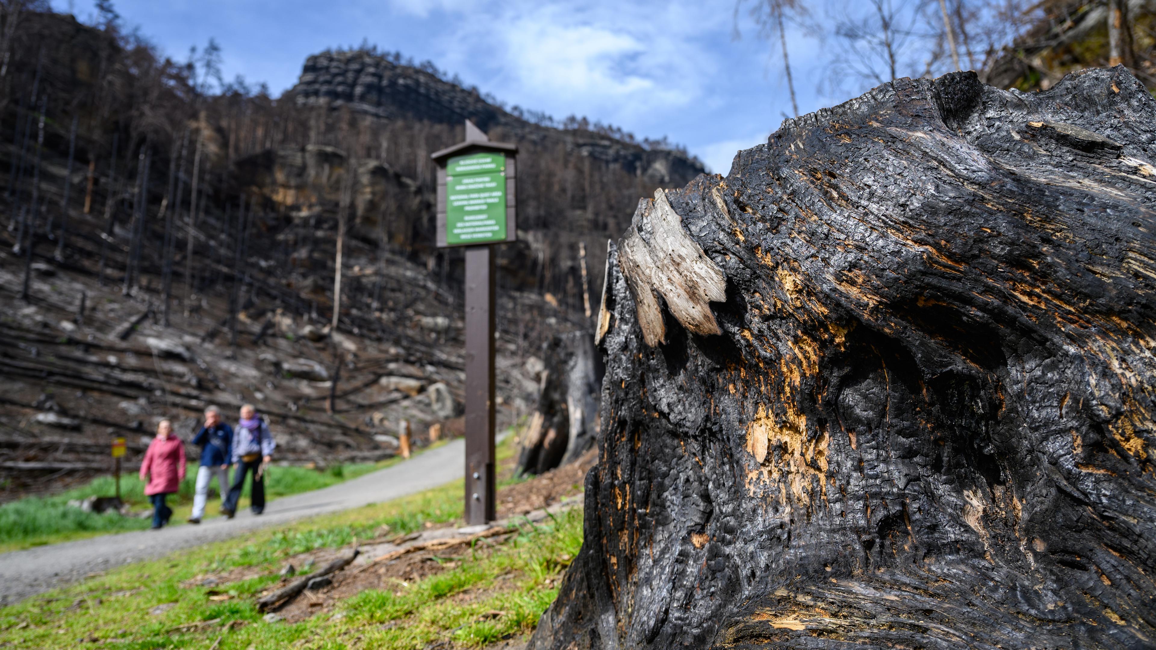 Schäden nach Waldbrand in der Böhmischen Schweiz