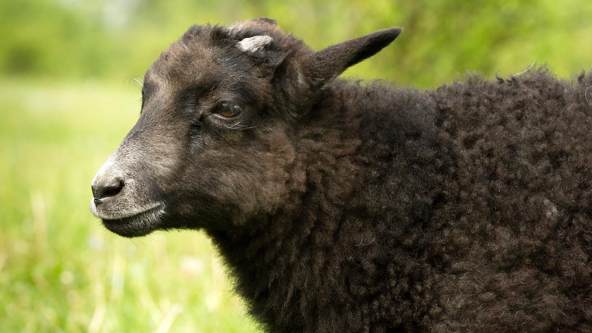 Schwarzes Lamm auf Wiese