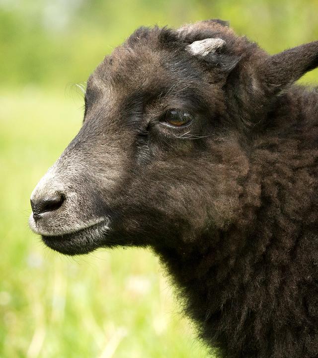 Schwarzes Lamm auf Wiese