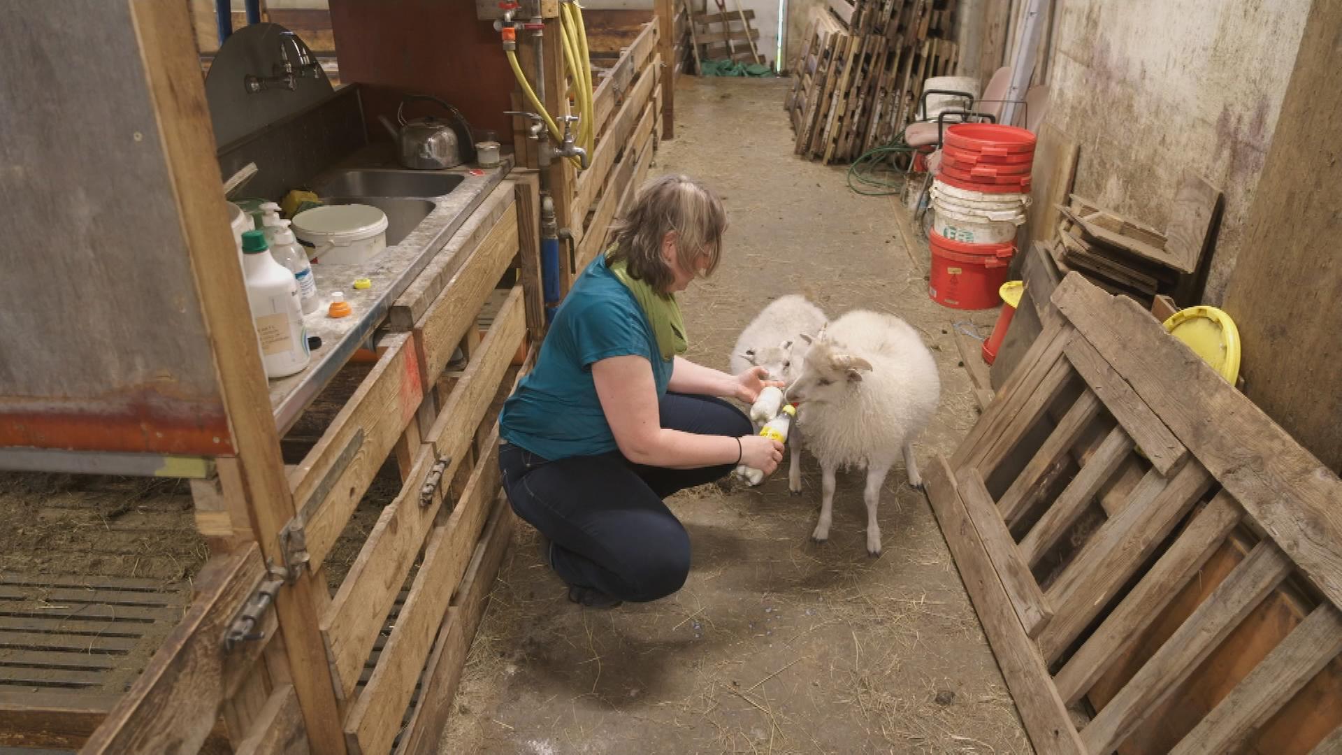 Die Schafbäuerin mit ihren Schafen im Stall.