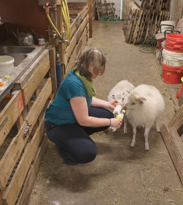 Die Schafbäuerin mit ihren Schafen im Stall.