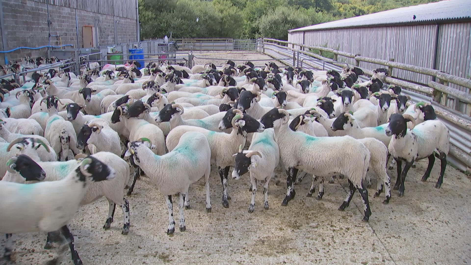 Schafe auf einer Farm in England