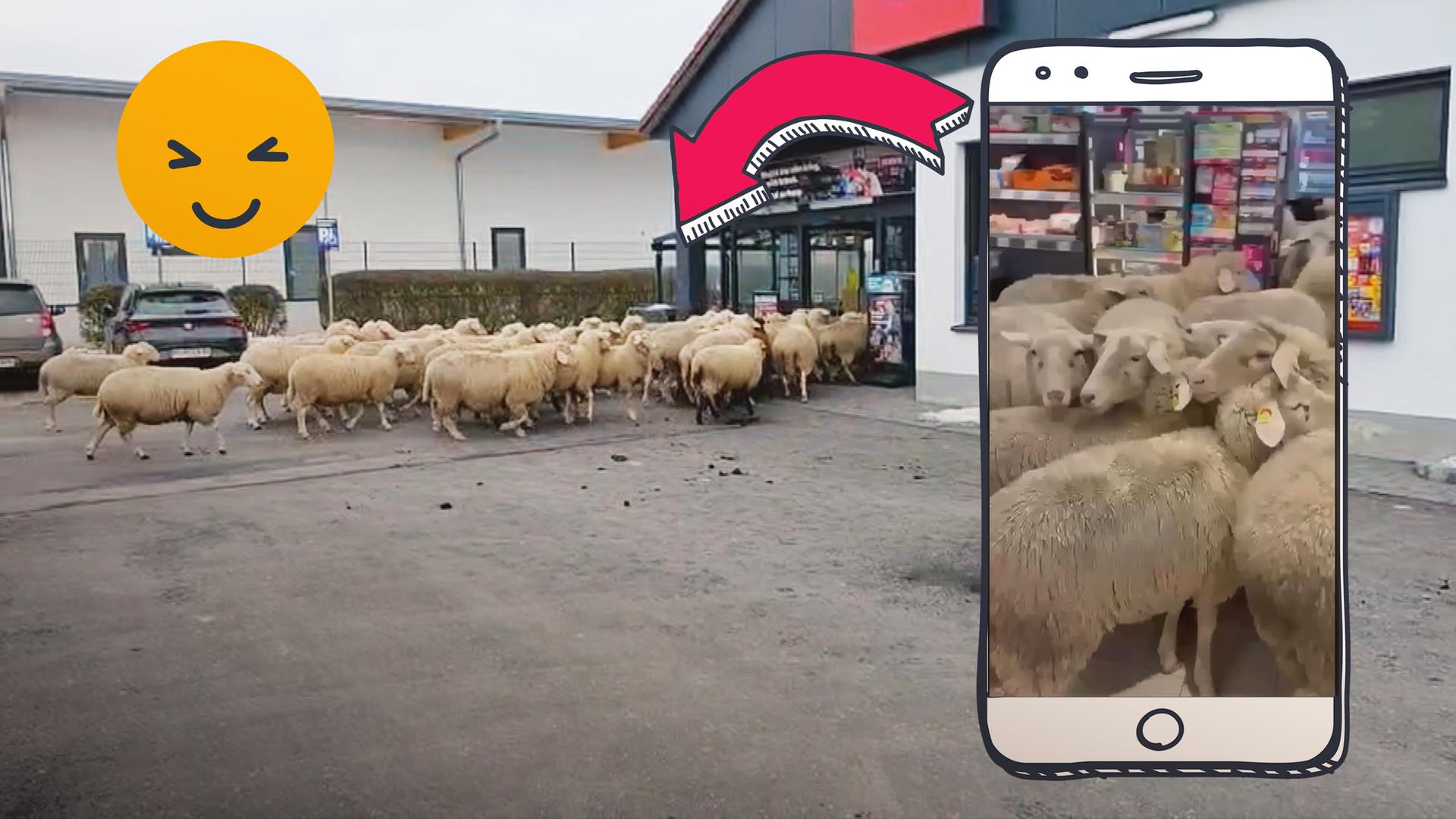 Schafe laufen in einen Supermarkt rein.