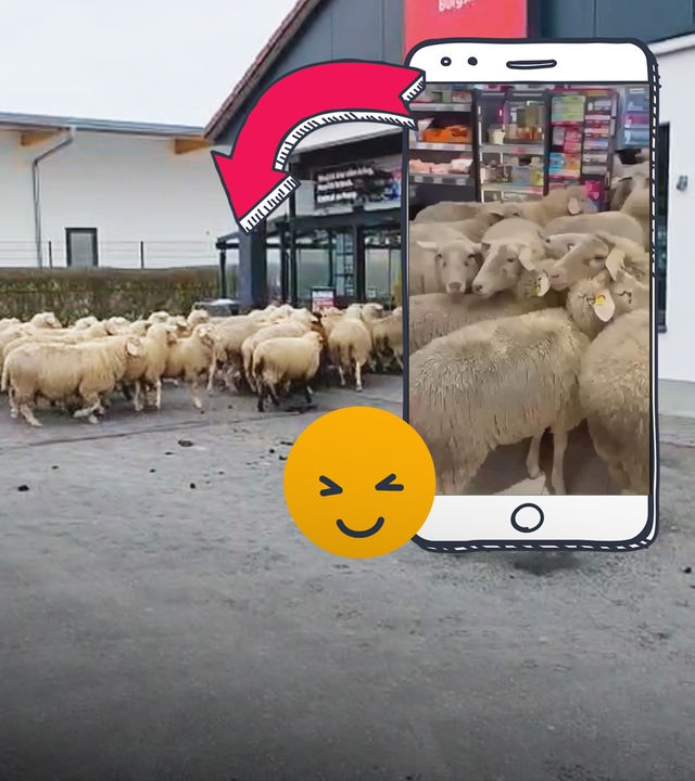 Schafe laufen in einen Supermarkt rein.