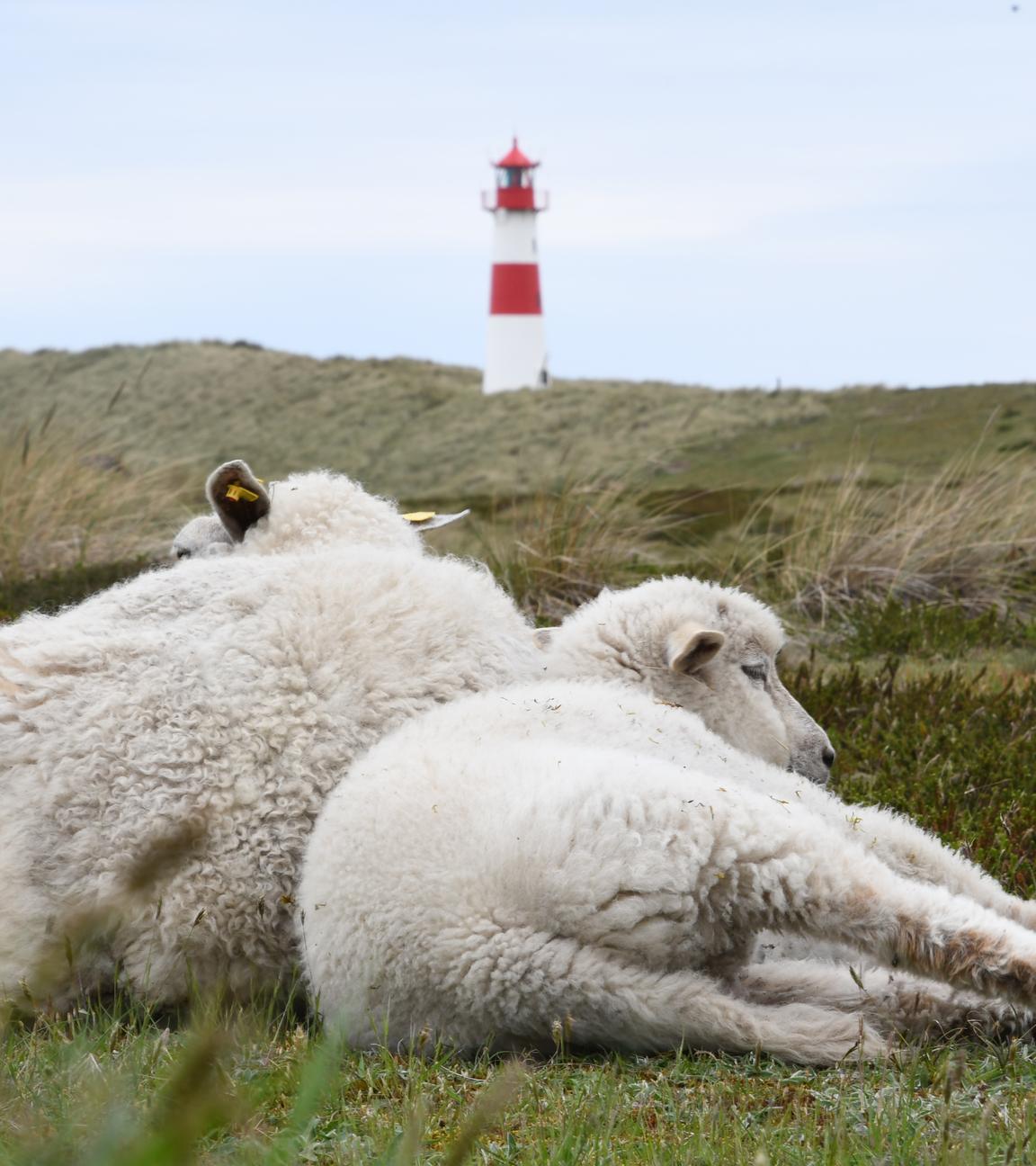 Zwei Schafe liegen im Naturschutzgebiet Lister Ellenbogen (Sylt) in den Dünen.