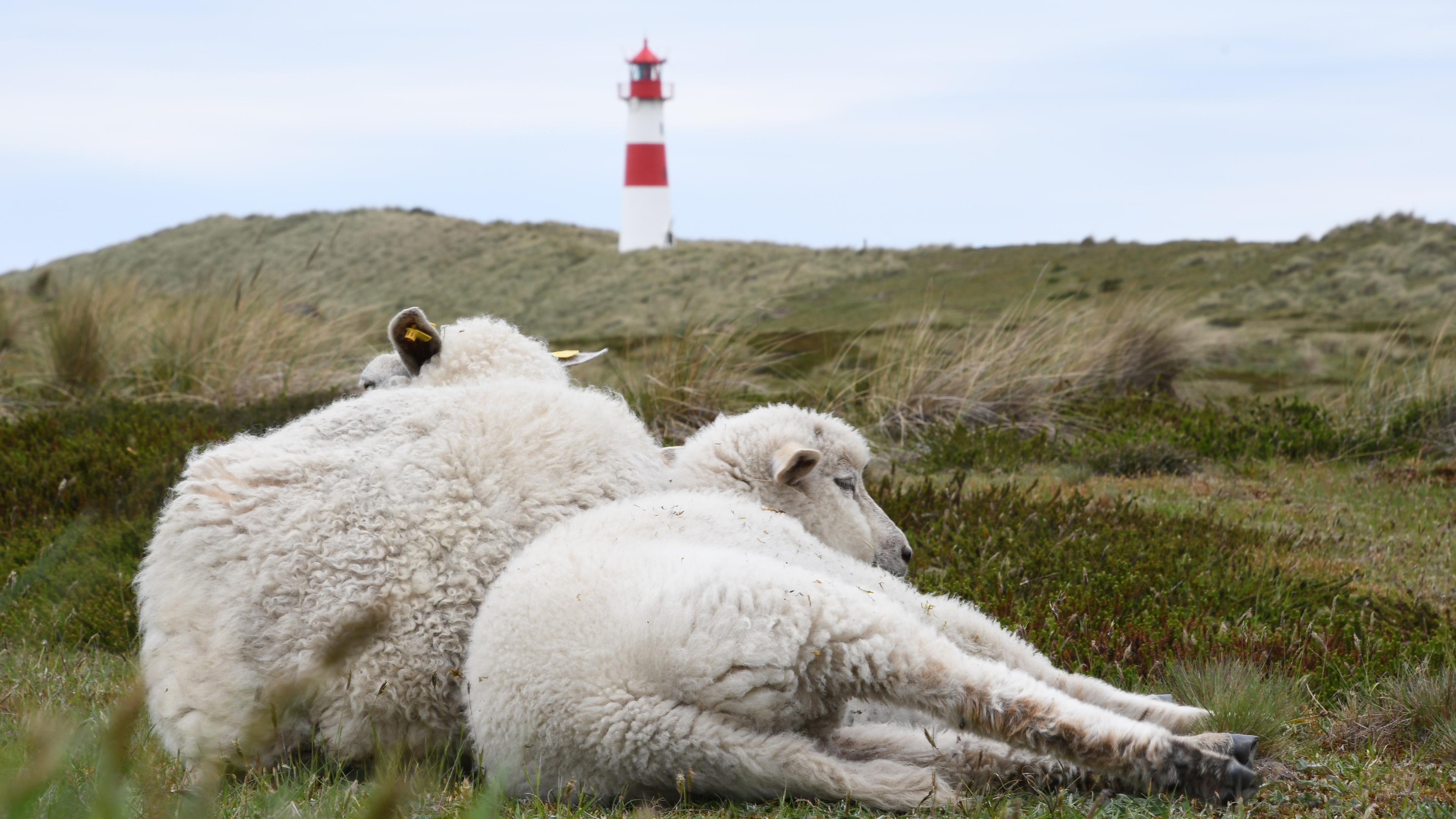 Zwei Schafe liegen im Naturschutzgebiet Lister Ellenbogen (Sylt) in den Dünen.