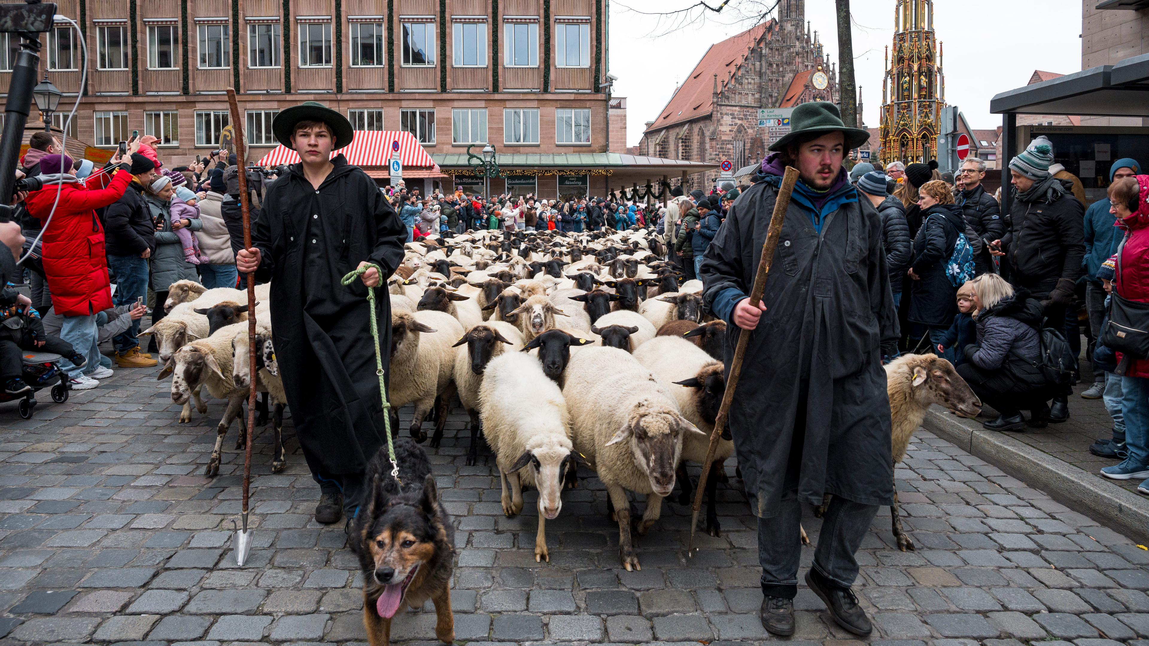 Frontaufnahme von Schafsherde angeführt von zwei Schäfern, die durch eine Straße in der Nürnberger Innenstadt ziehen. An den Straßenrändern tummeln sich Schaulustige.