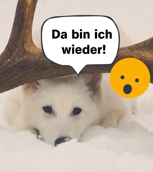 Schattenwolf mit Sprechblase : Da bin ich wieder!, daneben erstauntes Emoji