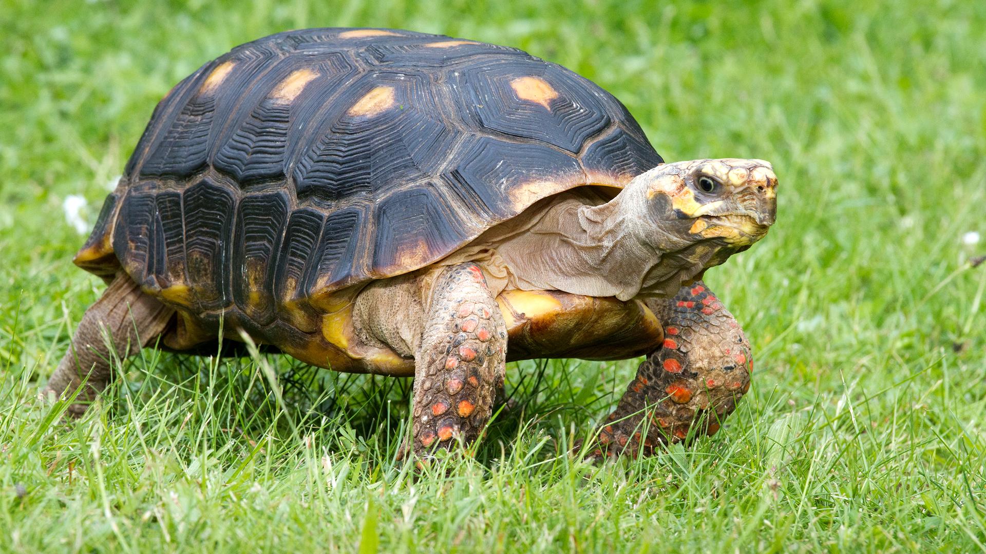 Schildkröte läuft auf grüner Wiese.
