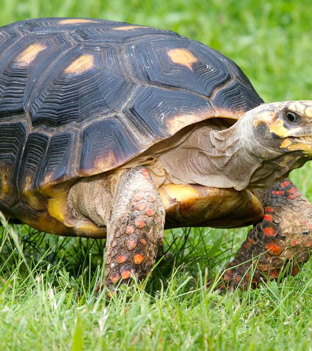Schildkröte läuft auf grüner Wiese.