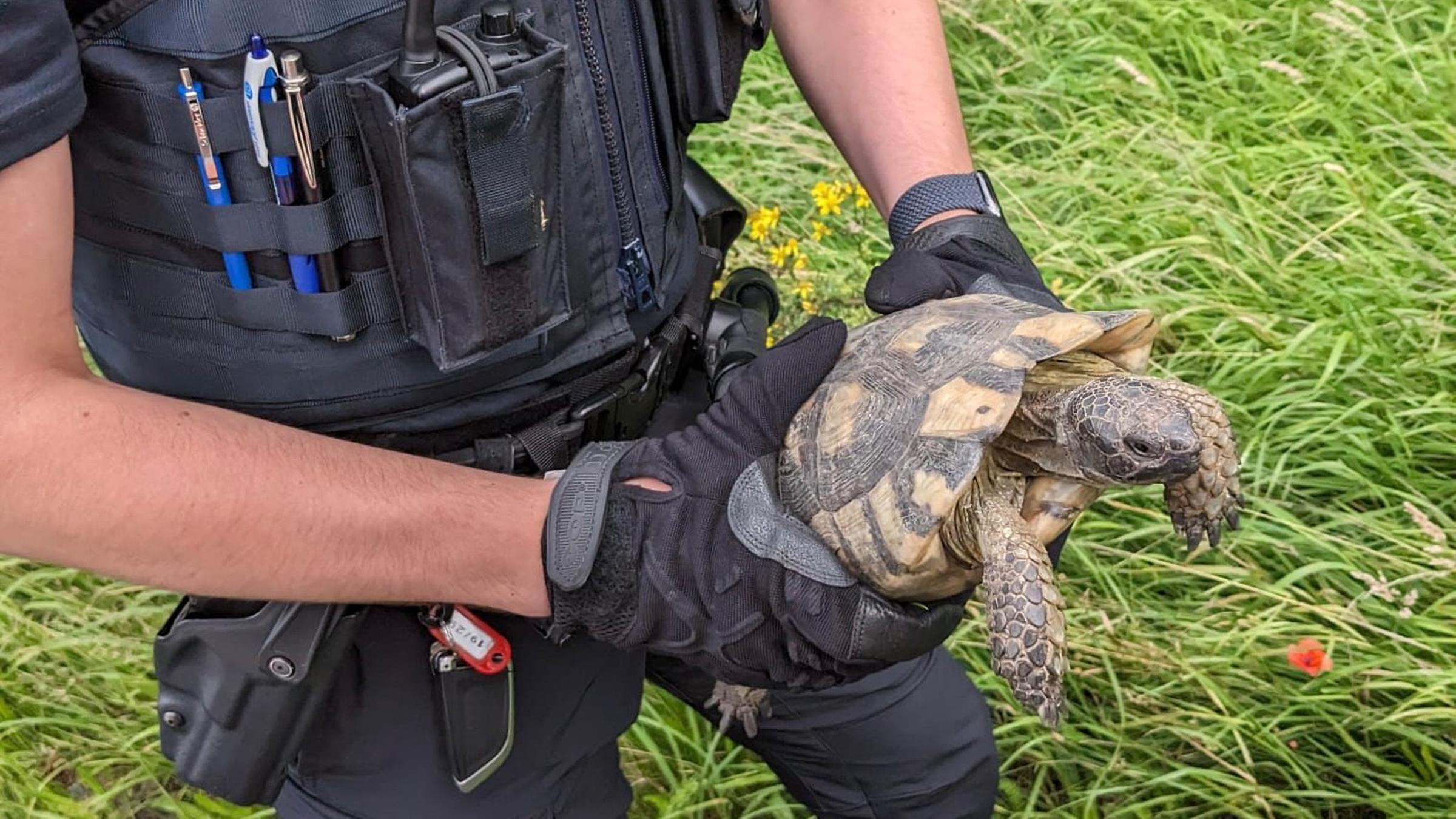 Gerettete Schildkröte auf der Autobahn 1
