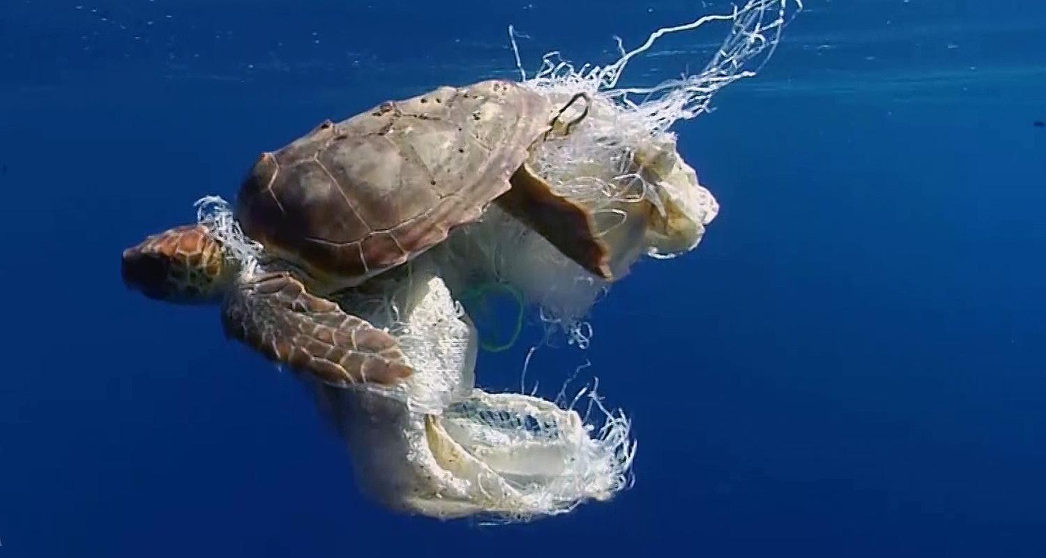 Schildkröte in Plastik gewickelt
