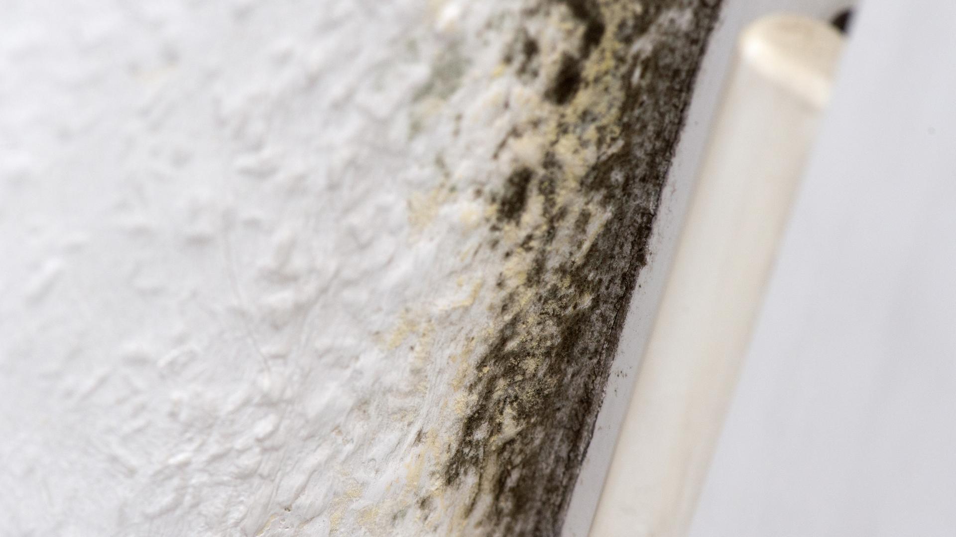 Schimmelsporen an einer Wand neben einer Terrassentür