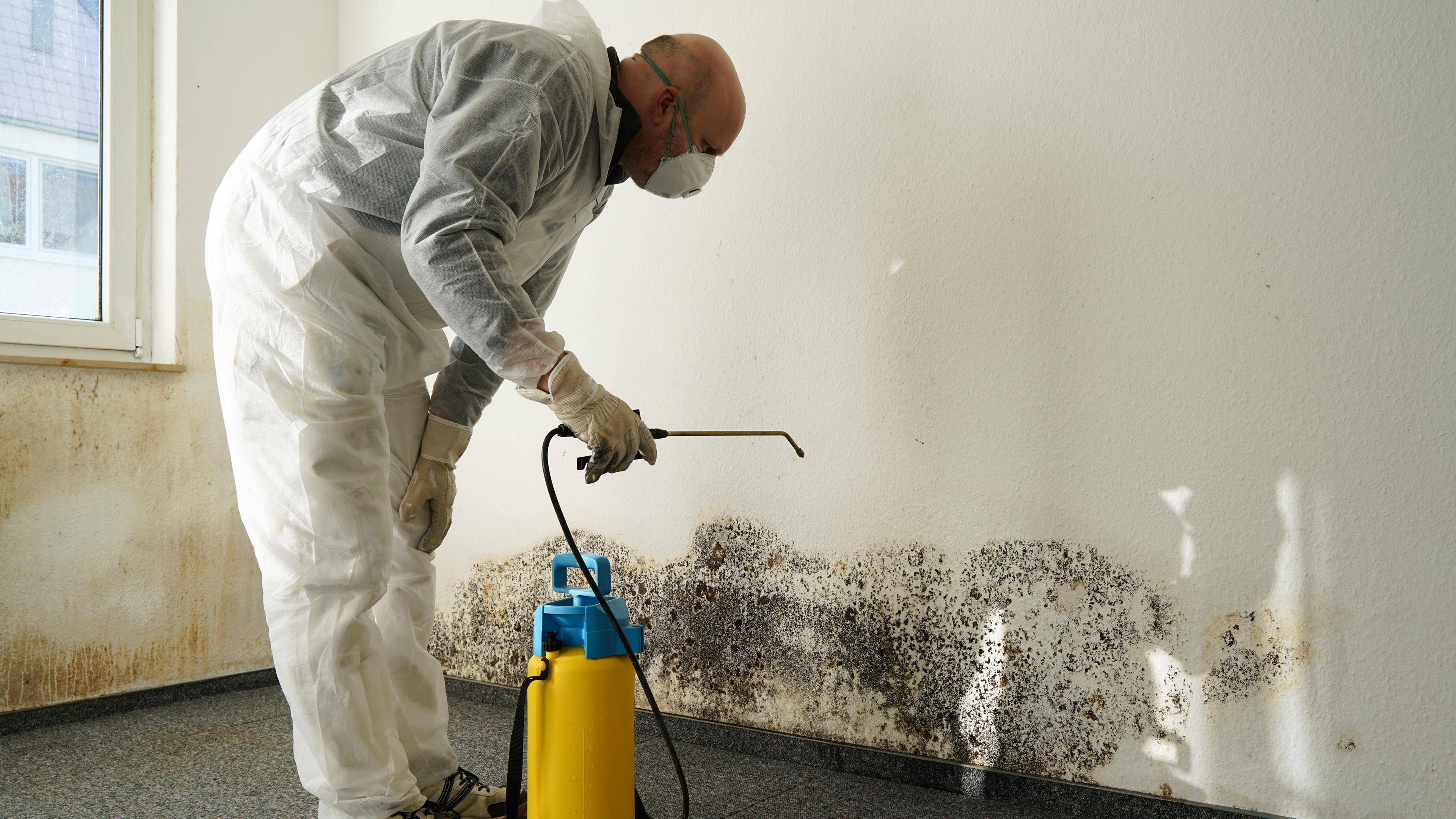 Ein Mann im weißen Schutzanzug und mit Atemschutzmaske betrachtet einen großen Schimmelfleck an einer weißen Wand. Er besprüht den Fleck mit Chemikalien aus einer kleinen Plastikflasche. 