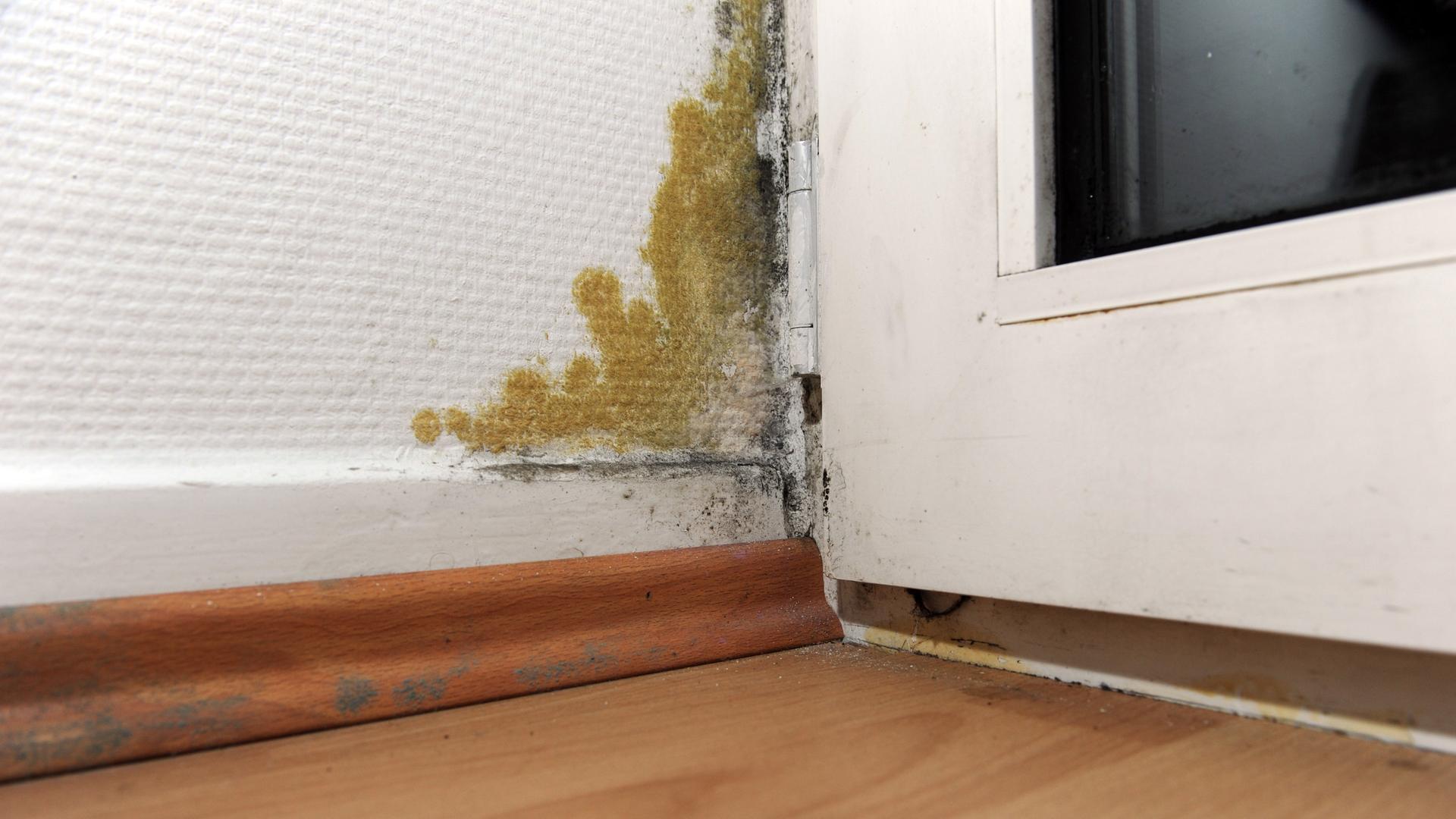 Schimmelpilze in der Wohnung