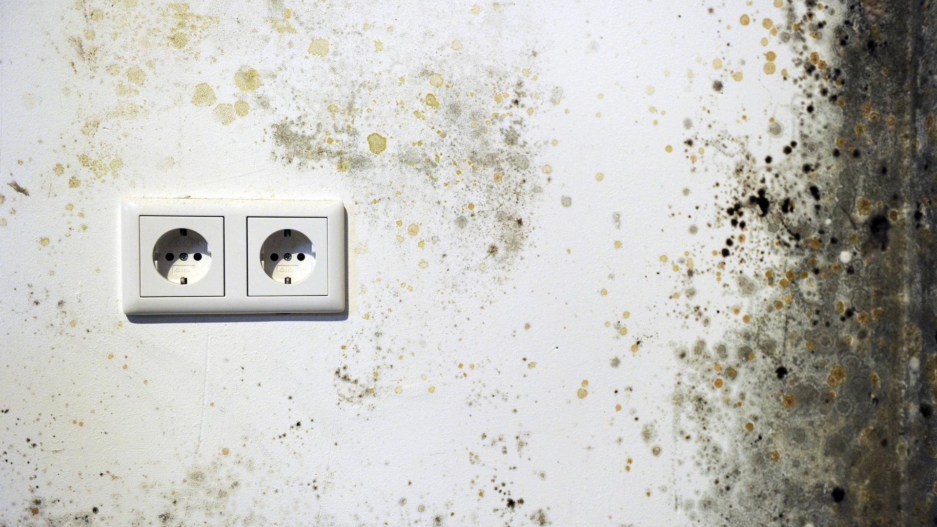 Schimmel in der Mietwohnung - welche Rechte habe ich?