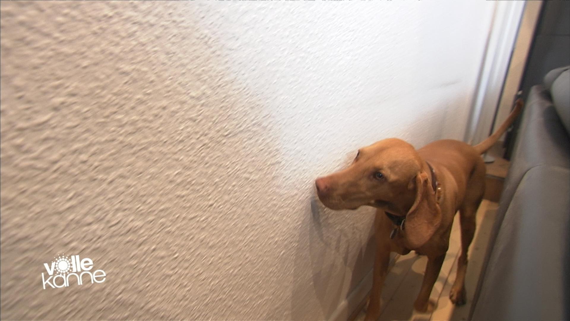 Ein Hund riecht an einer Wand. 
