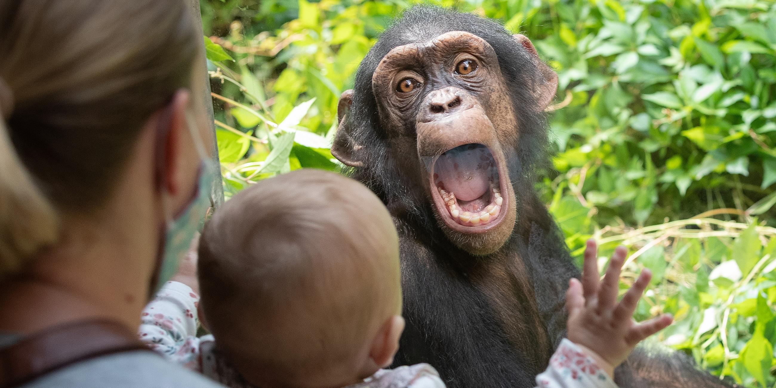 Baby bestaunt Schimpansen mit lustigem Gesicht