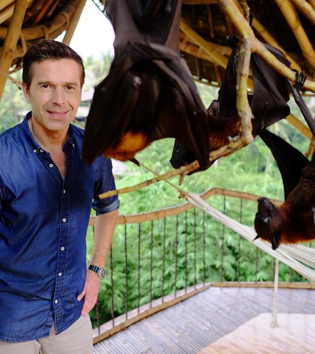 Dirk Steffens mit Flughunde, die an Ästen hängen