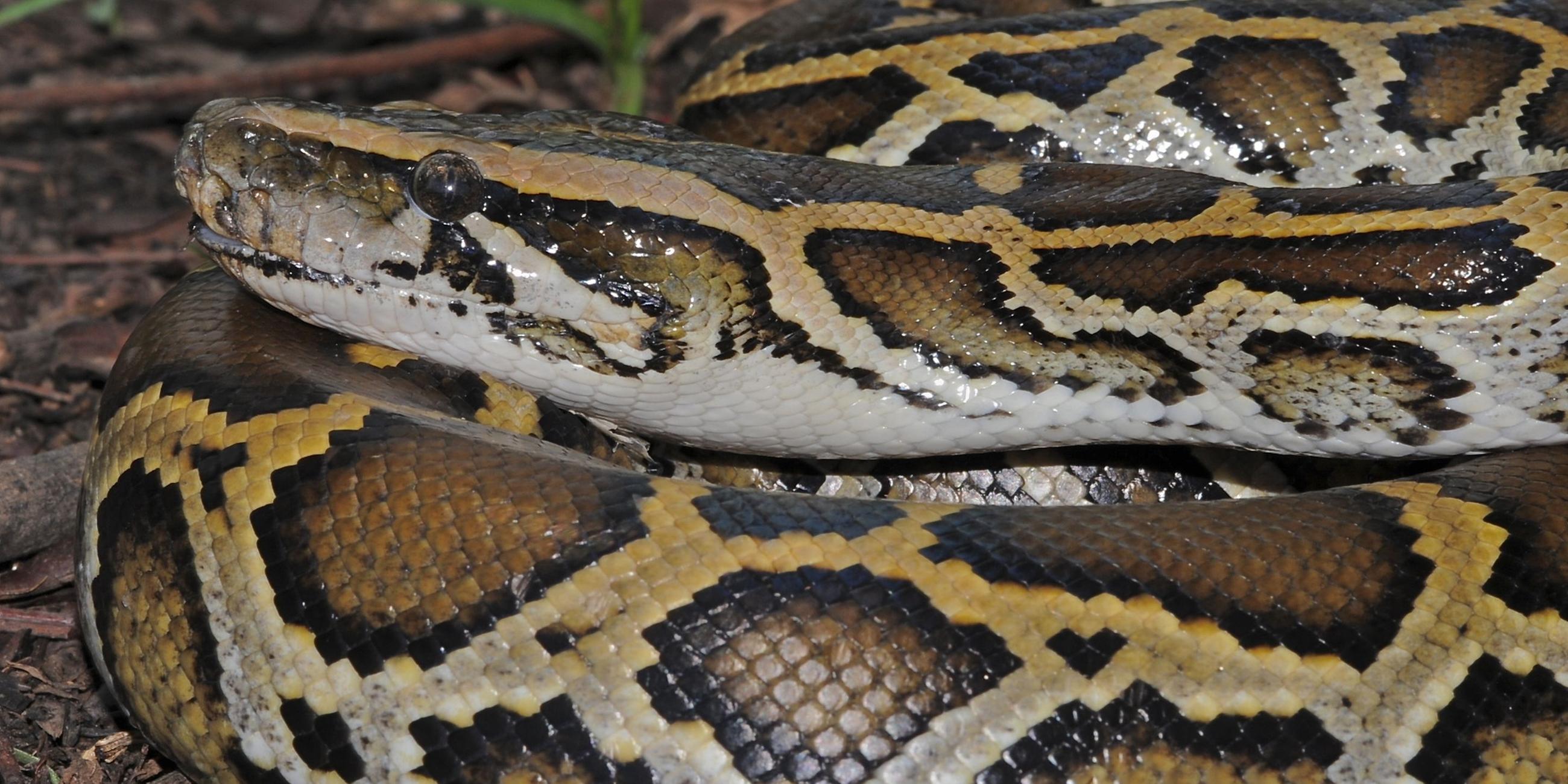 Eine burmesische Python. 